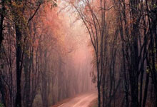 巴西vs塞尔维亚现场直播哪里看？比赛亮点与观赛指南